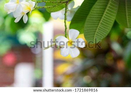 Plumeria, Frangipani, Temple tree Flowers in the garden.