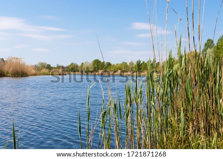 On the river bank there are wild thickets of reeds. Blue river and blue sky. Beautiful fishing spot. Natural background.
