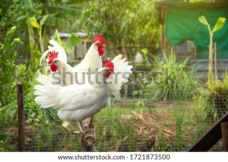 Chicken White Leghorn family. rooster and hen standing on a wooden perch on background of husbandry natural animal lifestyle farming garden organic in the backyard. Royalty-Free Stock Photo #1721873500