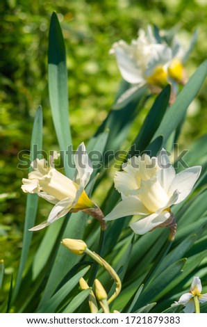 White daffodil (Narcissus)on green background.


