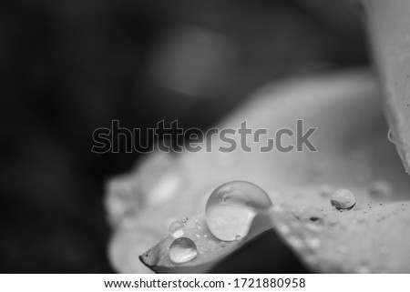 Black and white flower petals water drop dew rain day