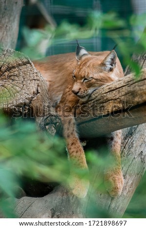 A wild lynx sleeps on a tree.