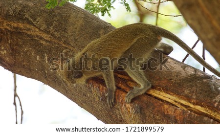 Wild monkey on a tree in Africa, animal wildlife.