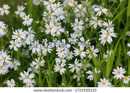 Beautiful white spring flowers bloomed in the meadow. Colorful background for wallpaper or desktop. The beauty of nature. Green leaves and white flowers