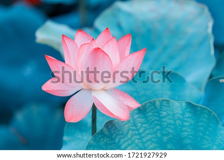 lotus flower blooming in summer pond with green leaves as background Royalty-Free Stock Photo #1721927929