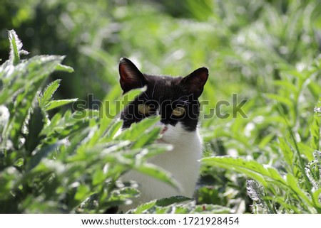 black and white domestic cat resting in green grass on a sunny day