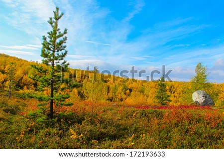 Pine forest in autumn Royalty-Free Stock Photo #172193633