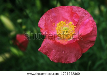 Pink poppy flower close-up. Background, design element, print on various prints.