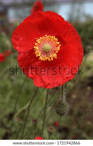Red poppy flower close up. Background, design element, print on various prints.