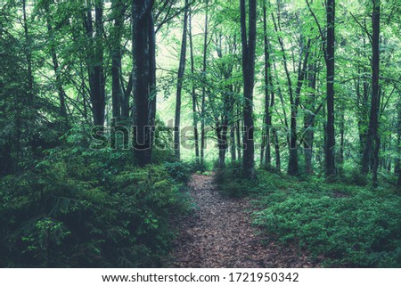 Green summer forest at misty rainy day. Woodland nature