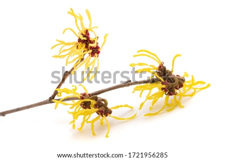 American witch hazel flower isolated on white background Royalty-Free Stock Photo #1721956285