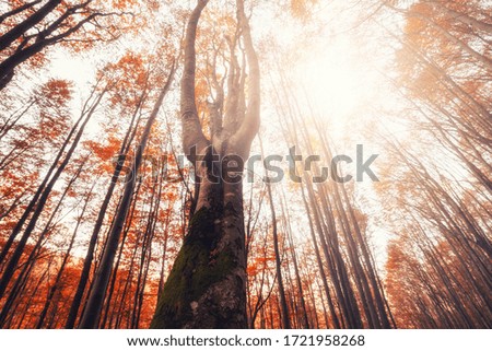 Bottom view of the tops of trees in the autumn forest. Splendid morning scene in the colorful woodland. Artistic style post processed photo.