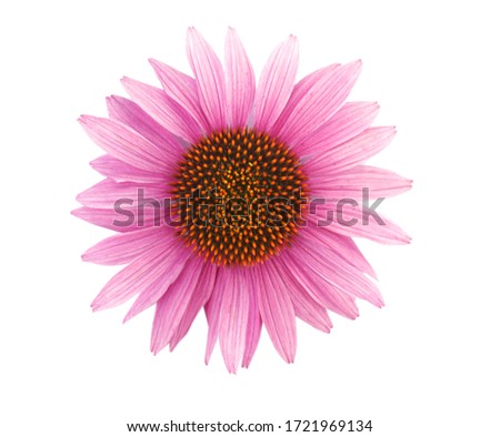 A pink echinacea purpurea flower head isolated white Royalty-Free Stock Photo #1721969134
