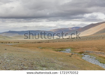 Mongolian landscape, green pastures in the hills of Mongolia. Mixed herd of yak, sheep and goats grazes in a mountain valley, Altai, Mongolia