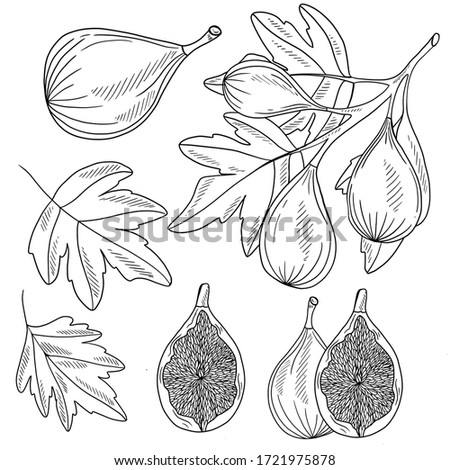 Contour illustration with figs and leaf on white background. Isolated set. Good for printing. Coloring book ideas. Doodle elements.