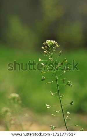 Wild Capsella flowers with heart shaped leaves fresh green grass blurred background. Tranquil closeup white plant macro wallpaper. Beautiful meadow screensaver on the desktop.Amazing nature copy space