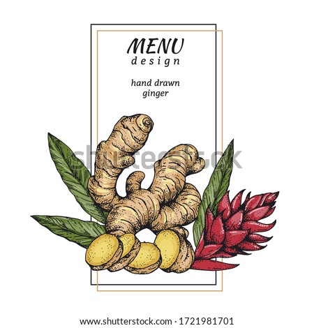 Vector illustration with hand drawn ginger. A color sketch composition root, flower and ginger leaves. Vintage engraving style Royalty-Free Stock Photo #1721981701