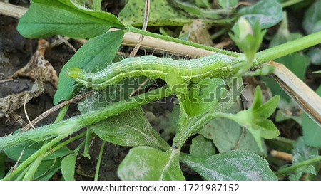 A Caterpillar is eating grass on the field