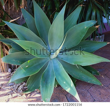 Small Agave Americana or sentry plant, century plant, Maguey, American aloe.