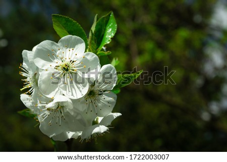 White cherry blossoms in close-up, view on a sunny spring day