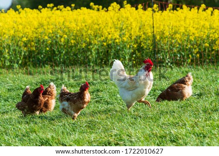 Animal welfare in Schleswig-Holstein. Free-range chickens in a meadow in Moorsee near Kiel Royalty-Free Stock Photo #1722010627