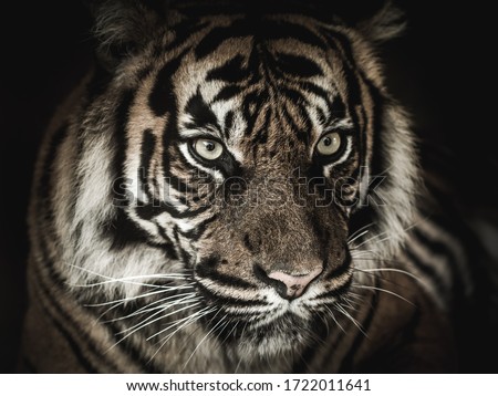 Eyes of a tiger, black background