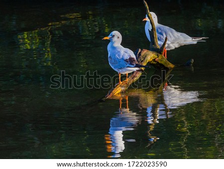 A pair of gulls taking it easy in Kelsey Park, Beckenham, Kent 