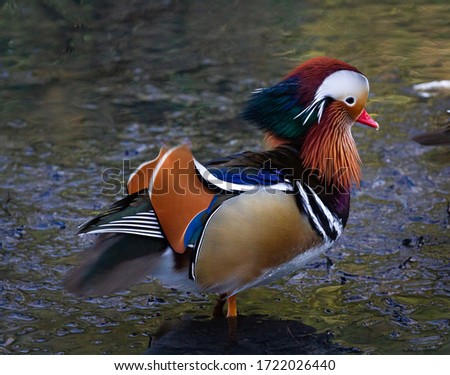 A male Mandarin Duck in Kelsey Park, Beckenham