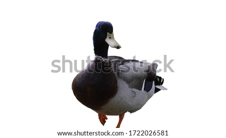 Isolated male, mallard duck standing on one leg