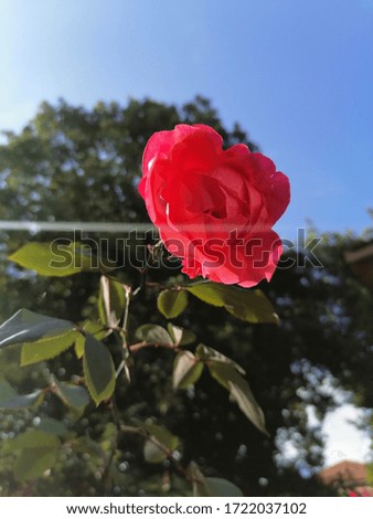 An upclose photo of a rose flower with some trees in the background and a shot of the clear blue sky with a ray of sunlight 