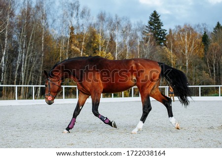 Beautiful sport brown horse running in the paddock. Portrait of chestnut  stallion horse galloping in big paddock 