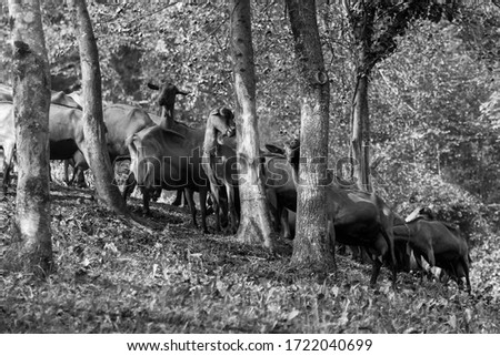 Herd of goats in the autumn forest