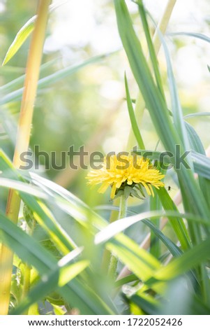 This picture embodies a dandelion. Photo taken in Tulcea, Romania. Intense yellow breaks the contrast of the picture while the macro lens captures its beauty.