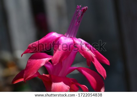 Decembrist or Schlumberger bright pink