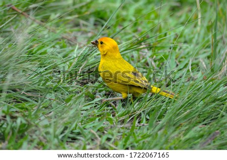 Picture of a yellow-green bird eating its prey.