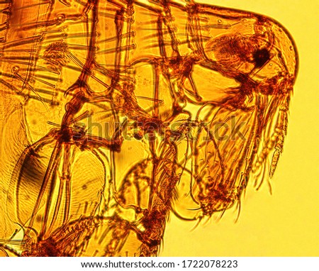 Human flea (Pulex irritans Linnaeus, 1758) anterior part - permanent microscope slide Royalty-Free Stock Photo #1722078223