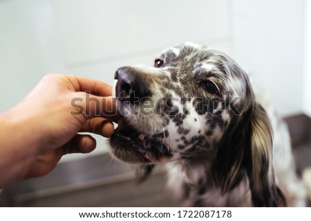 Close up of hand of man feeding his dog. An English Setter. Royalty-Free Stock Photo #1722087178