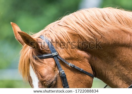 Show jumper with his head as a close-up