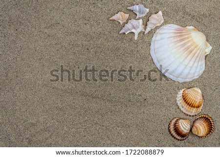 Background with sand and shells