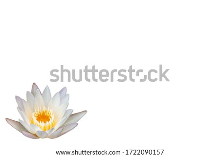 white Lotus flower on white background,
Lotus flower isolated on white,
