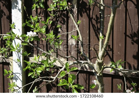 An blossoming apple tree beside a garden fence in springtime 