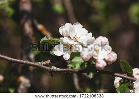 Soft pink flowering branch of apple tree, close-up, selective focus.