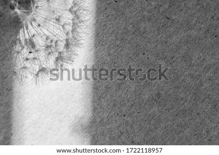 monochrome dandelion umbrella and flower shadow  on a gray  background. place for text