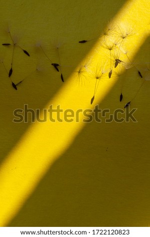 shadow and umbrella of a dandelion on a yellow background