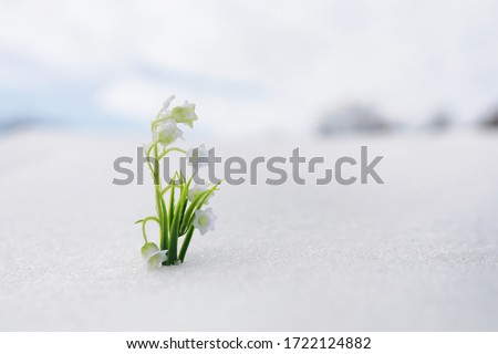 The first spring flowers. Snowdrops in the forest grow out of snow. White lily of the valley flower under the first rays of the spring sun. Royalty-Free Stock Photo #1722124882