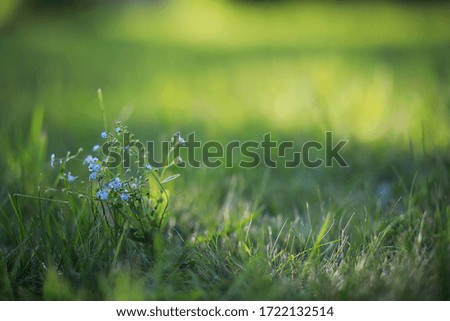 Wild flower. Little flowers on a green meadow spring.