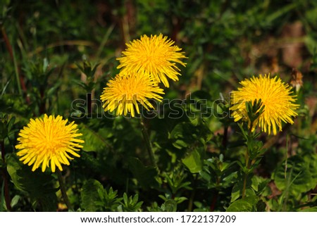 Macro Photo of a dandelion plant. Dandelion plant with a fluffy yellow bud. Selective focus