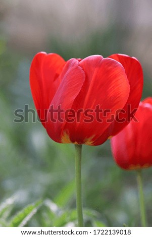 beautiful red tulips on a sunny day on the streets in the flowerbed, red bright flowers in the summer