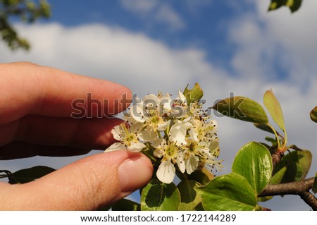 spring background. flowering pear branches in a female hand