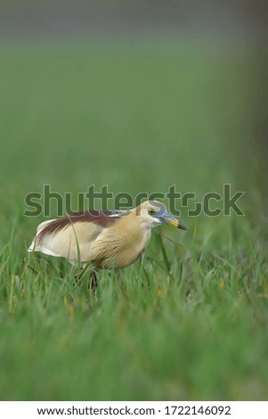 Indian pond heron with nature